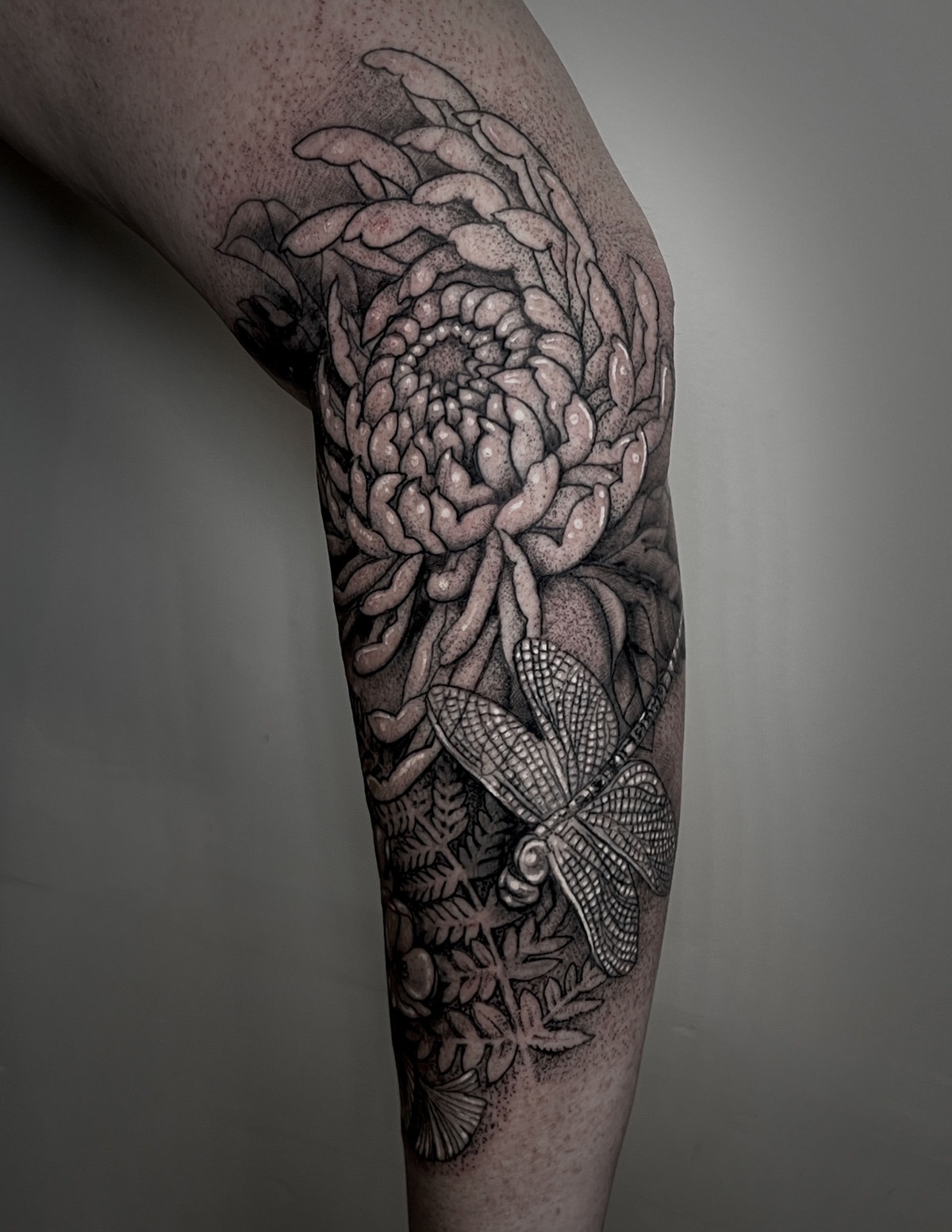 Dragonfly-chrystanthemum_1200