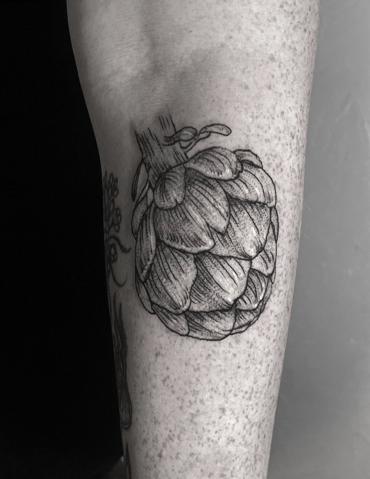 artichoke2_1200