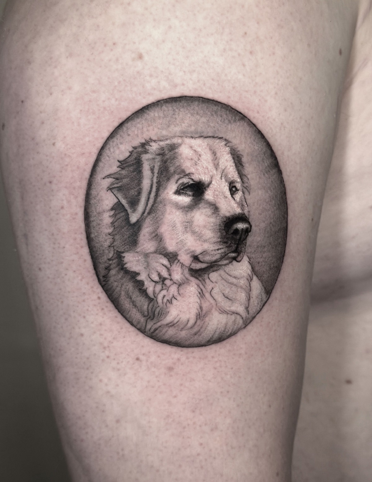 dog-portrait-oval-arm_1200