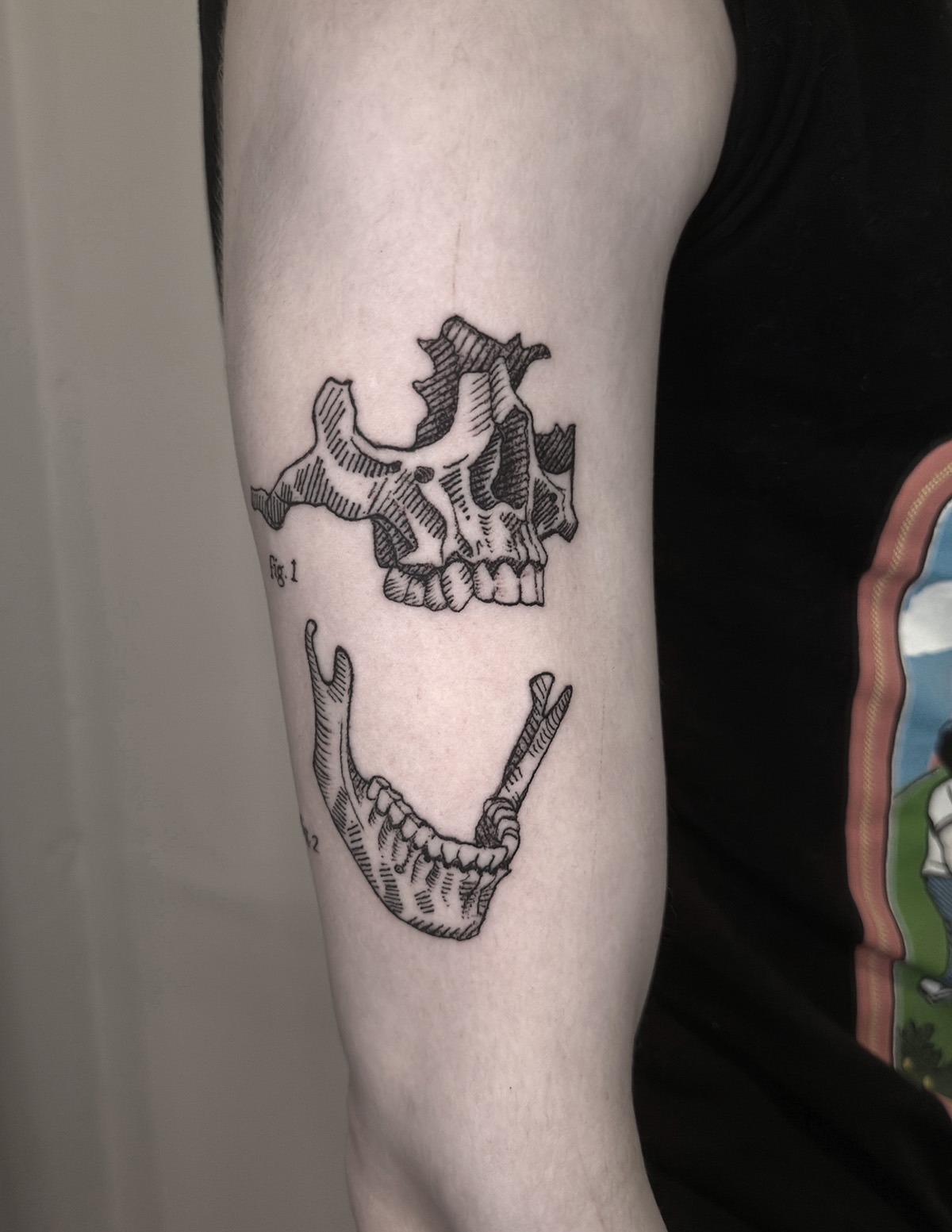 skull-jaw